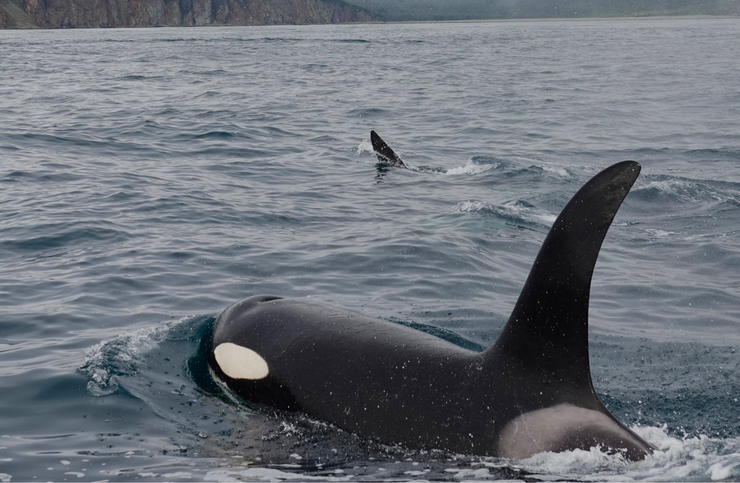 Нина Шацкая: «В стае косаток царит матриархат» - Стиль жизни - WomanHit.ru - «Красота»