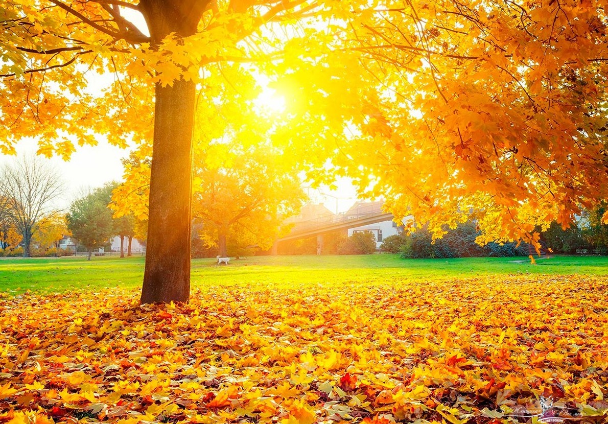 Краски осени