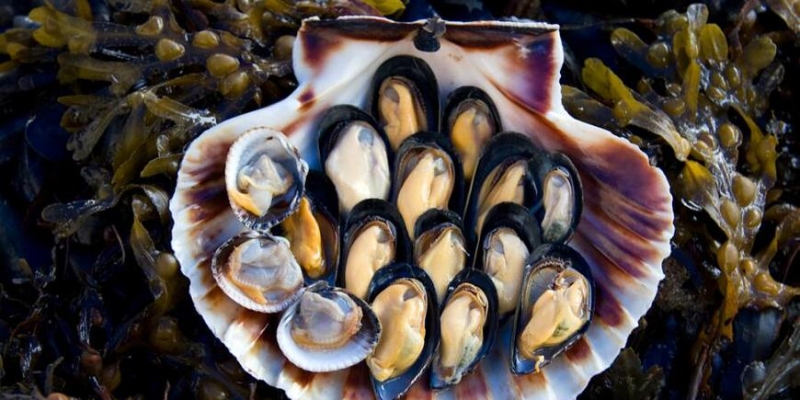 Как готовят мидии в Испании? - «Стиль жизни»